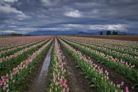 Skagit Valley Tulip Fields Usa