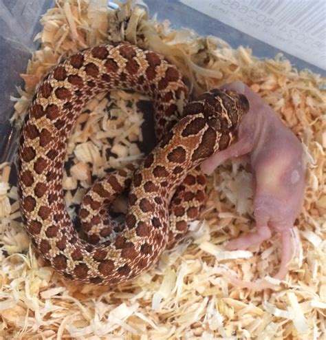 A lot of snakes make rewarding pets, but few are quite as fascinating as hognose snakes are. Hognose Snakes - Adults And Hatchlings For Sale | Cannock ...