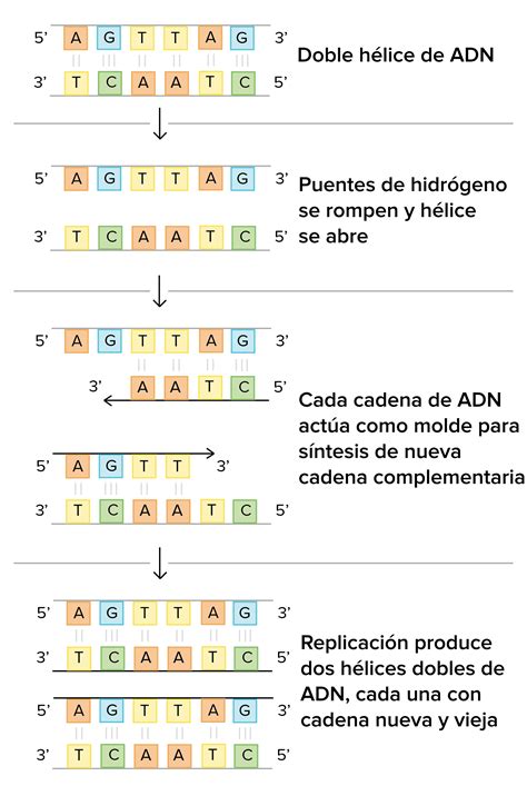 Mecanismos moleculares de la replicación del ADN artículo Khan