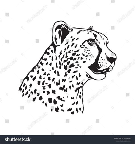 Cheetah Head Black White Illustration Vector Stock Vector Royalty Free