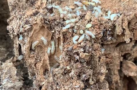 Termite Inspection Archives Walker Pest Management