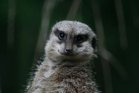 Meerkat Smile Glenn Peters Flickr