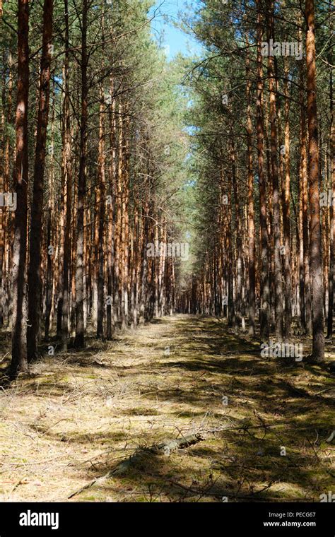 Forest Clearing Road In Coniferous Tree Forest Pine Trees Stock Photo