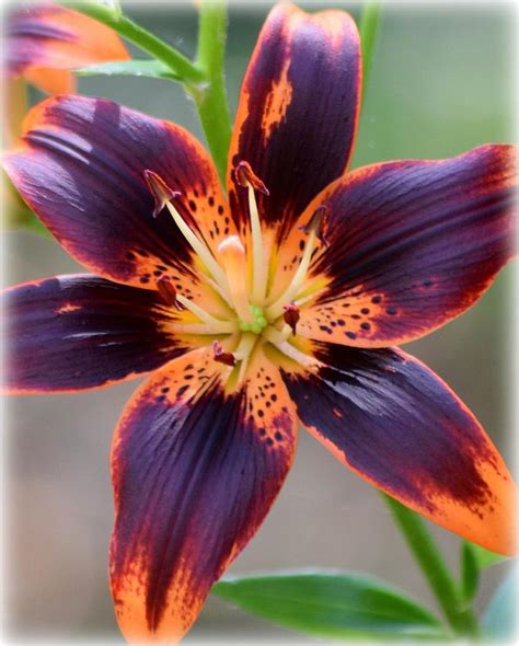 Black Orange Tiger Lily Photograph By Sheri Mcleroy