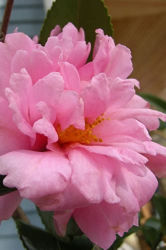 Buy The Best Cold Hardy Camellia Plants That Will Grow In Usda Zone 6
