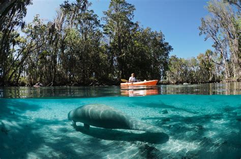 How To Swim With The Manatees In And Around Crystal River Fl