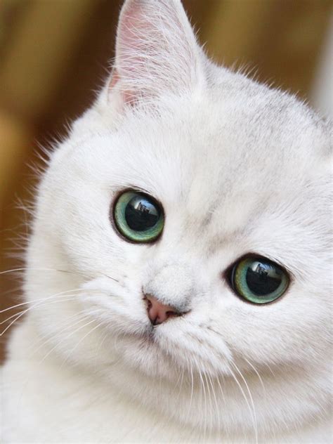 Cute Cat Wallpaper for iPad - WallpaperSafari