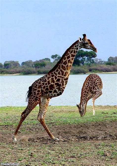 Giraffe2beine Giraffe Beine