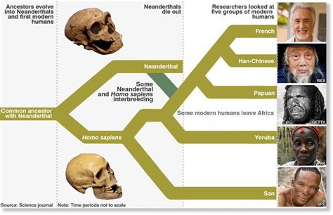 Neanderthalgenes Human Evolution Neanderthal Evolution