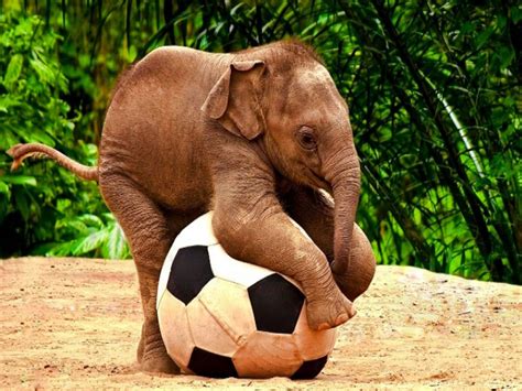 Maybe you would like to learn more about one of these? Forum - tekmovanje ljubiteljev živali | 7