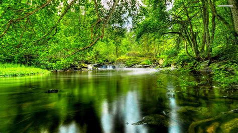 rivière et forêt hd fond d écran nature x x WallpaperTip