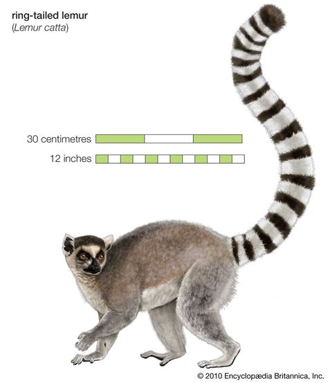 Lemur Students Britannica Kids Homework Help