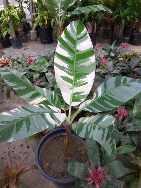 Brighterblooms.com has been visited by 10k+ users in the past month Look at this amazing variegated banana plant! Around US ...