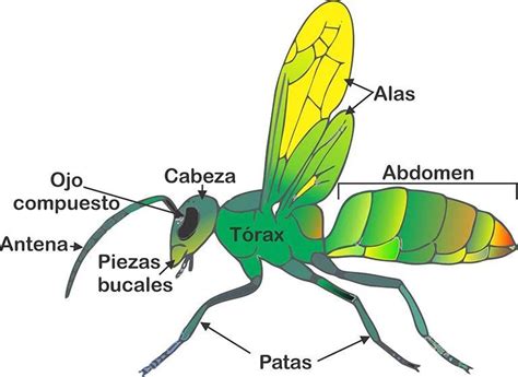 Insectos Las 3 Partes De Su Cuerpo Cabeza Tórax Y Abdomen