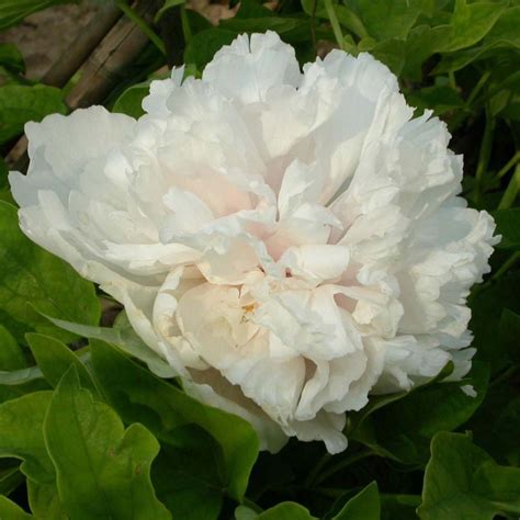 paeonia suffruticosa xue ta pivoine arbustive à grandes fleur doubles blanc rosé