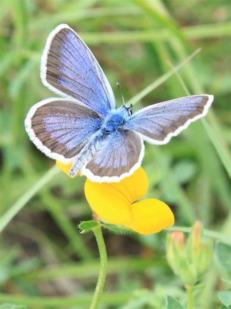 This brilliant blue butterfly can be found in the rain forests of south america (brazil & guyana). Common Blue Butterfly on wild Flowers (Polyommatus icarus ...