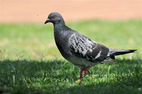 Rock Dove Feral Pigeon Holmen Birding Safaris