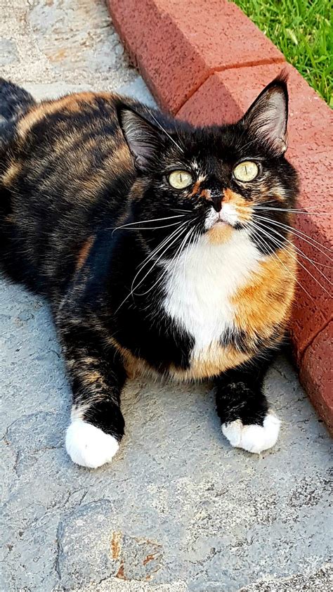 Calico Cat Beautiful Cats Cute Cats And Kittens Gorgeous Cats