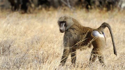 Olive Baboon Papio Anubis About Animals