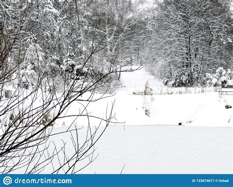 Winter Forest After Heavy Snowfall Stock Image Image Of Bald