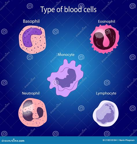 Types Of White Blood Cells Stock Illustration Illustration Of Disease