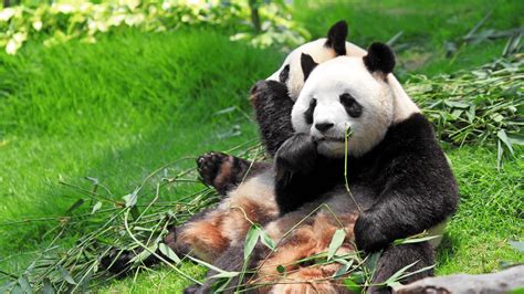 Giant Pandas Are No Longer Considered Endangered Species Greencitizen