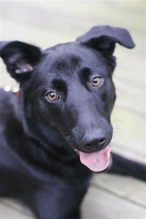 Can someone help me figure out what breed the my puppy is and an estimate of how big he'll get? The German Shepherd Lab Mix: Everything You Need To Know ...