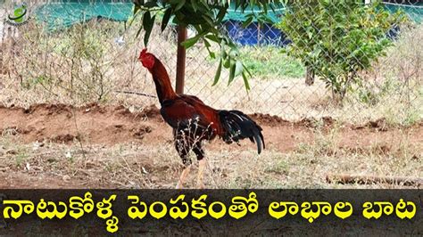 Country Chicken Farming Country Chicken Farming In Telugu S