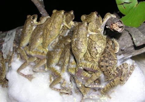 Harmonious Orgy Is Winning Formula For Frogs Australian Geographic