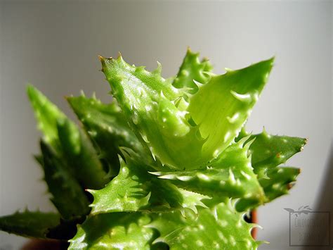 Cactus aloe vera smoothie is super healing. Aloe juvenna, czyli ząb tygrysa! - Chlorofilowy Dziennik!