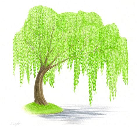 Willow Clip Art 10 Free Cliparts Download Images On Clipground 2023