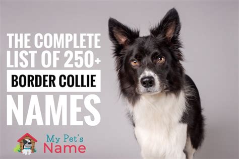 The Complete List Of 250 Brilliant Border Collie Names My Pets Name