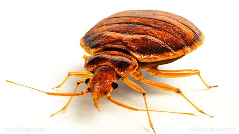 Are You Living In A Bed Bug Sanctuary City National Pest Control