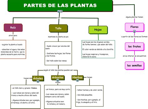 Partes De Las Plantas Partes De Las Plantas