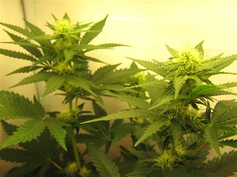 Without light, cannabis plants cannot grow. Light Cycle Autoflowering Cannabis Plants | Sunwest Genetics
