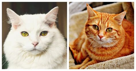 Top 10 Female And Male Cat Names The Animal Rescue Site Blog