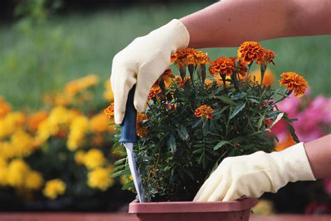 Plantar Em Vasos De Flores Aprenda Como Fazer Blog Giuliana Flores