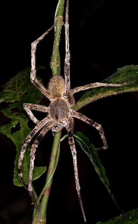 Brazilian Wandering Spider Phoneutria Sp Found In The Pe Flickr