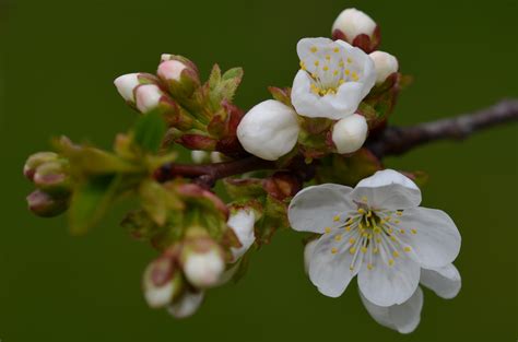 Free Images Nature Branch Blossom Fruit Berry Petal Food