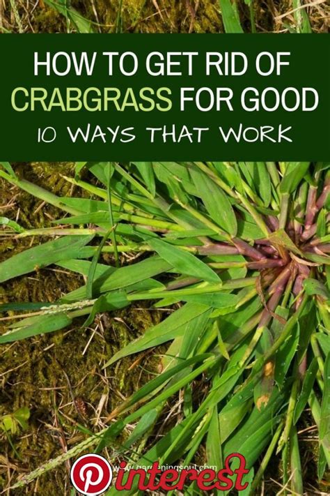When weeding your garden, you need to figure out if you have plants that need saving. How To Get Rid Of Crabgrass For Good - 10 Ways That Work ...
