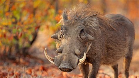 Warthog San Diego Zoo Animals And Plants