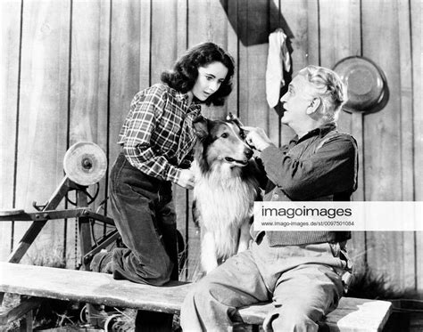 Courage Of Lassie From Left Elizabeth Taylor Frank Morgan 1946