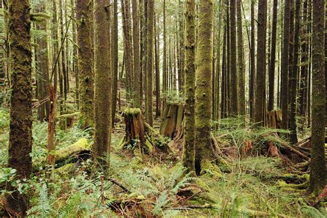 Oregon Rainforest Photograph By Chuck Overton Fine Art America