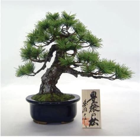 New Japanese Fake Bonsai Tree Plants Pine Precise Art