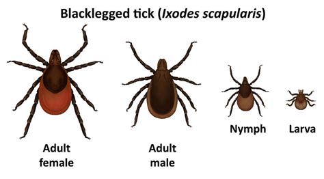 Blacklegged Tick Tick Borne Diseases Ticks Cdc
