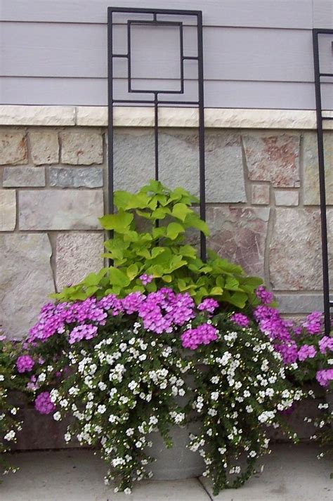 Pots And Pansies Container Garden Idea Creating Height Garden