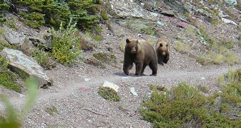 Wildlife Of Glacier National Park 6 Iconic Species