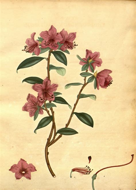 Vintage Botanical Prints 32 In A Series Rhododendron Dauricum From