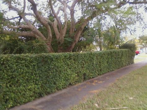Tolerant of pruning as for hedges the new foliage is varying shade of maroon slowly turning to green. Surinam Cherry (Eugenia uniflora) - Richard Lyons Nursery ...