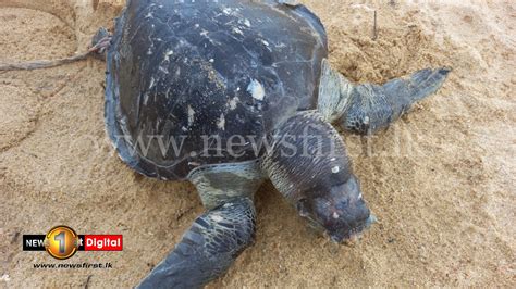 Pictures Dead Sea Turtles Continue To Wash Up On Sri Lankan Shores